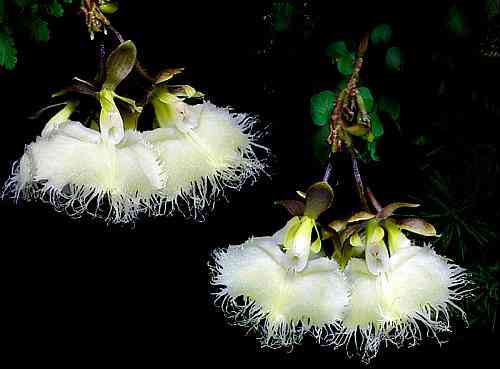 Epidendrum ilense